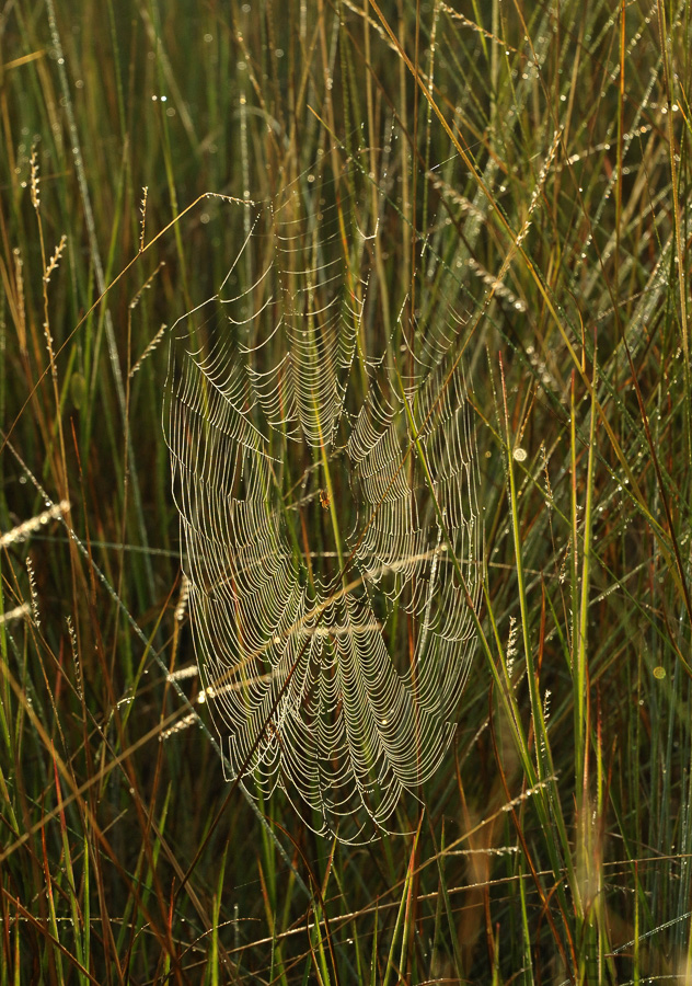 Okavango Delta [170 mm, 1/1000 sec at f / 10, ISO 2500]